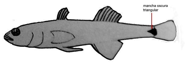 Pseudaphia ferreri_01.jpg